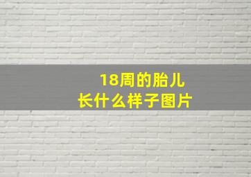 18周的胎儿长什么样子图片