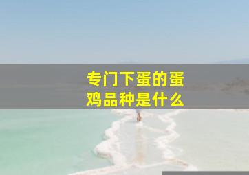 专门下蛋的蛋鸡品种是什么