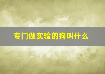 专门做实验的狗叫什么