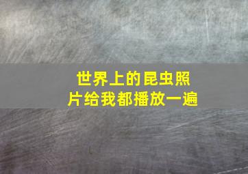 世界上的昆虫照片给我都播放一遍