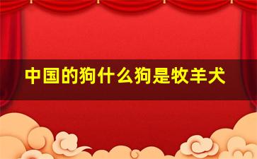 中国的狗什么狗是牧羊犬