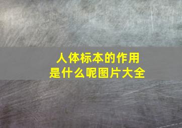 人体标本的作用是什么呢图片大全