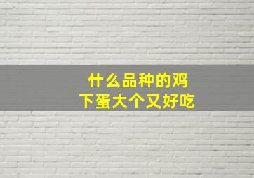 什么品种的鸡下蛋大个又好吃