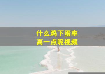 什么鸡下蛋率高一点呢视频