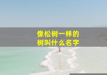 像松树一样的树叫什么名字