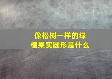 像松树一样的绿植果实圆形是什么