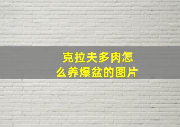 克拉夫多肉怎么养爆盆的图片