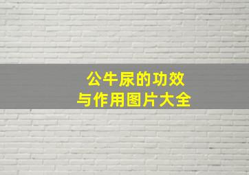 公牛尿的功效与作用图片大全