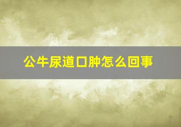 公牛尿道口肿怎么回事