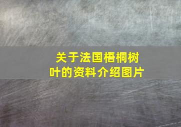 关于法国梧桐树叶的资料介绍图片