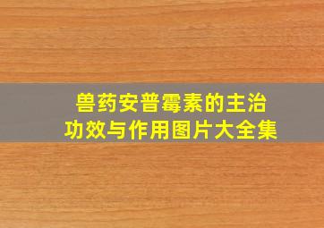 兽药安普霉素的主治功效与作用图片大全集