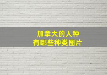 加拿大的人种有哪些种类图片