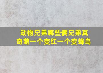 动物兄弟哪些俩兄弟真奇葩一个变红一个变蜂鸟