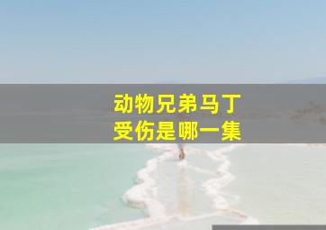 动物兄弟马丁受伤是哪一集