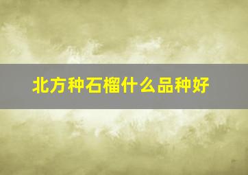 北方种石榴什么品种好