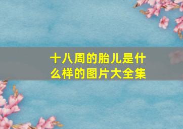 十八周的胎儿是什么样的图片大全集