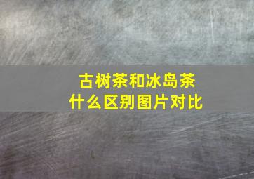 古树茶和冰岛茶什么区别图片对比