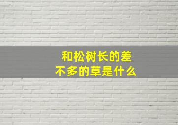 和松树长的差不多的草是什么