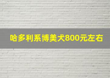 哈多利系博美犬800元左右