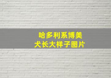 哈多利系博美犬长大样子图片