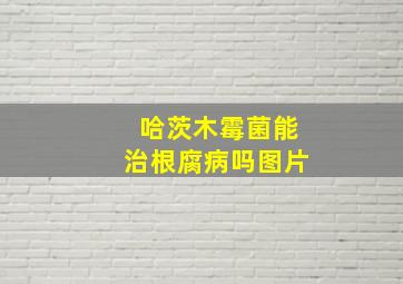 哈茨木霉菌能治根腐病吗图片