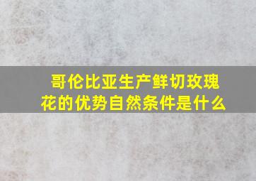 哥伦比亚生产鲜切玫瑰花的优势自然条件是什么