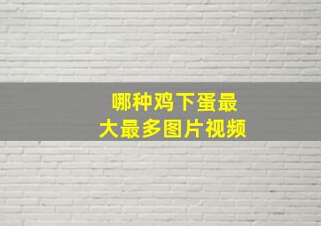 哪种鸡下蛋最大最多图片视频