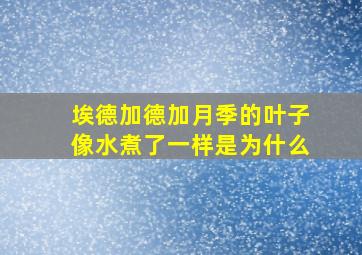 埃德加德加月季的叶子像水煮了一样是为什么