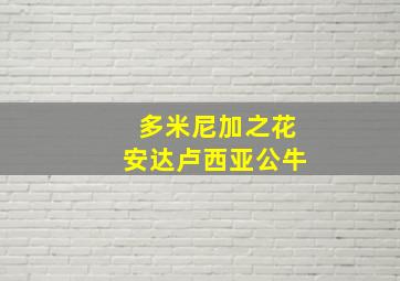 多米尼加之花安达卢西亚公牛