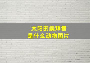 太阳的崇拜者是什么动物图片