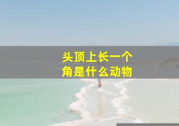 头顶上长一个角是什么动物