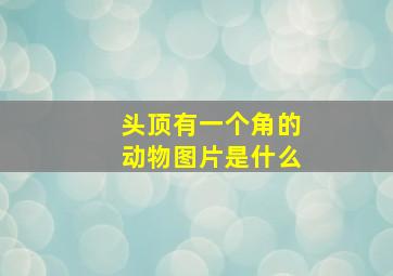 头顶有一个角的动物图片是什么