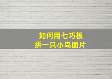 如何用七巧板拼一只小鸟图片