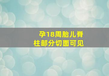 孕18周胎儿脊柱部分切面可见