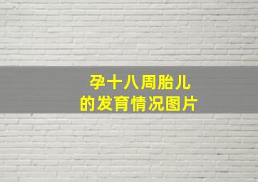 孕十八周胎儿的发育情况图片