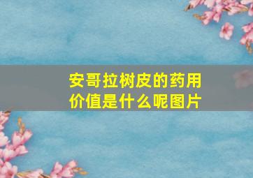 安哥拉树皮的药用价值是什么呢图片