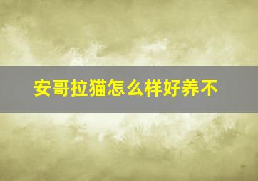 安哥拉猫怎么样好养不