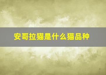 安哥拉猫是什么猫品种