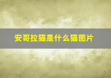 安哥拉猫是什么猫图片