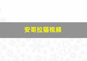 安哥拉猫视频