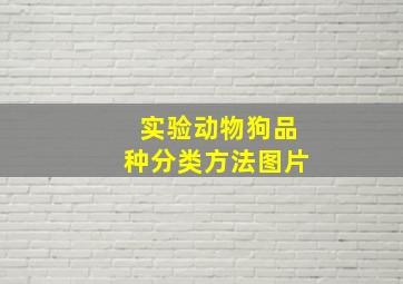 实验动物狗品种分类方法图片