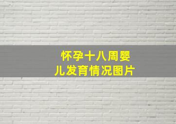 怀孕十八周婴儿发育情况图片