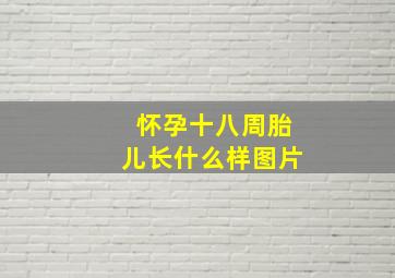 怀孕十八周胎儿长什么样图片