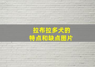 拉布拉多犬的特点和缺点图片