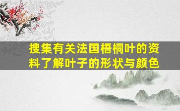 搜集有关法国梧桐叶的资料了解叶子的形状与颜色