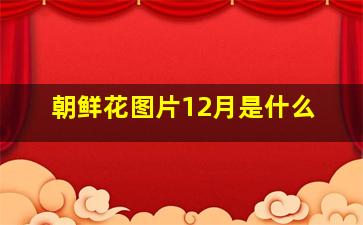 朝鲜花图片12月是什么