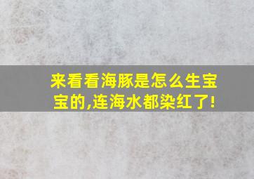 来看看海豚是怎么生宝宝的,连海水都染红了!