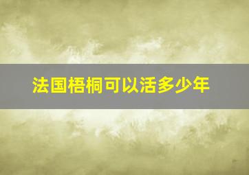 法国梧桐可以活多少年