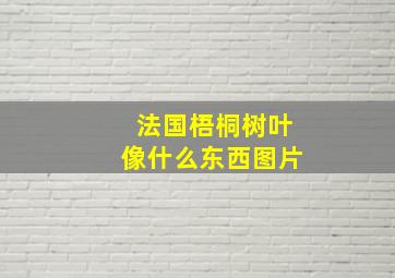 法国梧桐树叶像什么东西图片