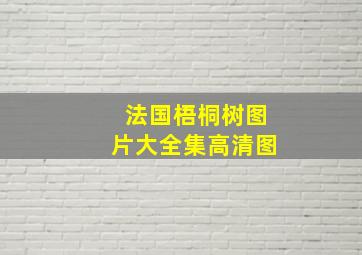 法国梧桐树图片大全集高清图